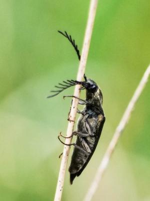 Taupin brun cuivreux Ctenicera pectinicornis (Linnaeus, 1758)