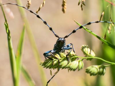Rosalie des Alpes Rosalia alpina (Linnaeus, 1758)