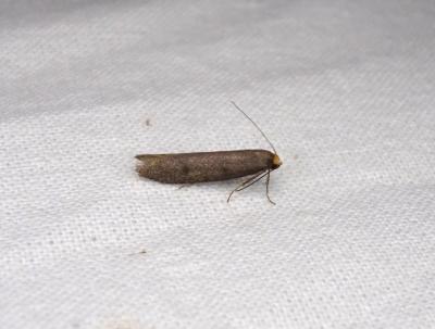  Pseudatemelia josephinae (Toll, 1956)