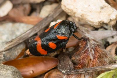  Cercopis sanguinolenta (Scopoli, 1763)