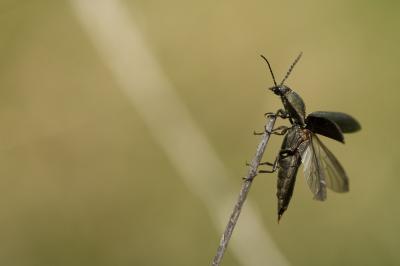 Taupin brun cuivreux Ctenicera pectinicornis (Linnaeus, 1758)