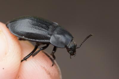  Silpha obscura Linnaeus, 1758