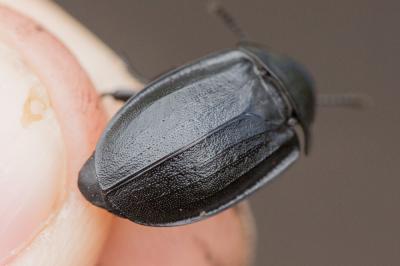  Silpha obscura Linnaeus, 1758