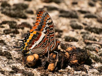 Nymphale de l'Arbousier (La), Jason (Le), Pacha à  Charaxes jasius (Linnaeus, 1767)