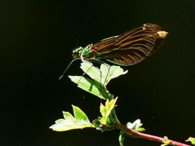 Caloptéryx vierge Calopteryx virgo (Linnaeus, 1758)