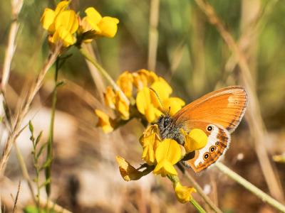 Céphale (Le), Arcanie (L') Coenonympha arcania (Linnaeus, 1760)