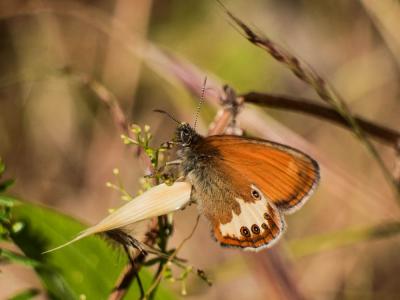 Céphale (Le), Arcanie (L') Coenonympha arcania (Linnaeus, 1760)