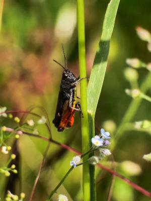 Criquet noir-ébène Omocestus rufipes (Zetterstedt, 1821)