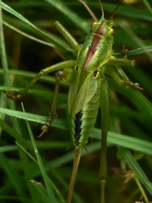 Grande Sauterelle verte, Sauterelle verte (des pré Tettigonia viridissima (Linnaeus, 1758)