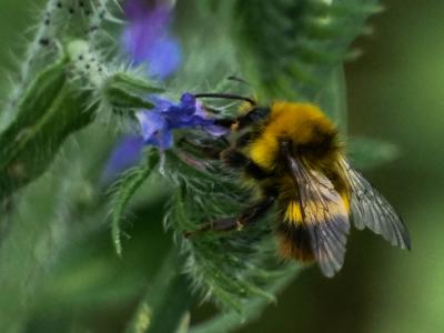 Bourdon des prés Bombus pratorum (Linnaeus, 1760)