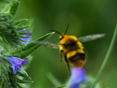 Bourdon des prés Bombus pratorum (Linnaeus, 1760)