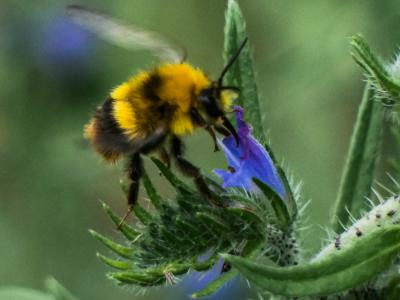 Bourdon des prés Bombus pratorum (Linnaeus, 1760)