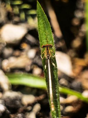 Agrion blanchâtre Platycnemis latipes Rambur, 1842