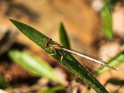 Agrion blanchâtre Platycnemis latipes Rambur, 1842