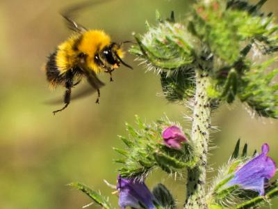 Bourdon des prés Bombus pratorum (Linnaeus, 1760)