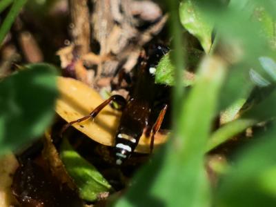  Ichneumonidae Latreille, 1802