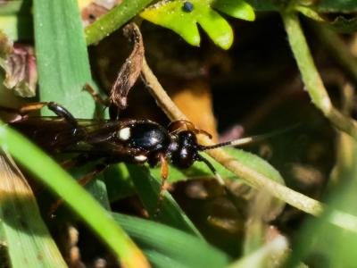  Ichneumonidae Latreille, 1802