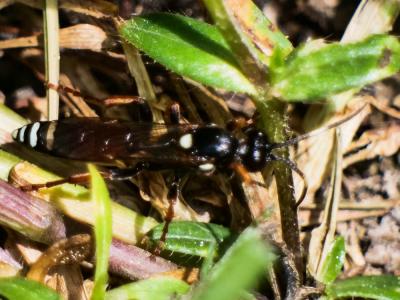  Ichneumonidae Latreille, 1802