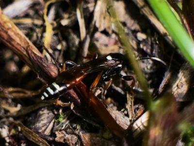  Ichneumonidae Latreille, 1802