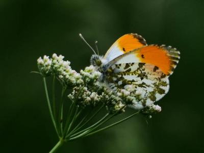 Aurore (L') Anthocharis cardamines (Linnaeus, 1758)