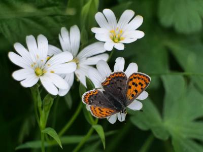 Cuivré fuligineux (Le), Argus myope (L'), Polyomma Lycaena tityrus (Poda, 1761)
