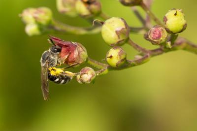  Lasioglossum Curtis, 1833