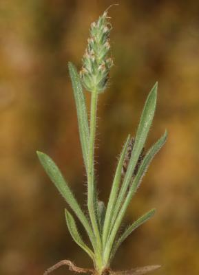 Plantain de Bellardi Plantago bellardii All., 1785