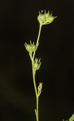 Linaire de Pélissier Linaria pelisseriana (L.) Mill., 1768