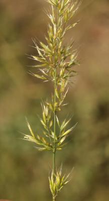 Trisète commune, Avoine dorée Trisetum flavescens (L.) P.Beauv., 1812
