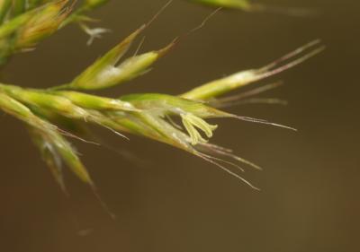 Trisète commune, Avoine dorée Trisetum flavescens (L.) P.Beauv., 1812