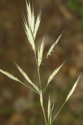 Brome érigé Bromopsis erecta (Huds.) Fourr., 1869