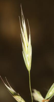 Brome érigé Bromopsis erecta (Huds.) Fourr., 1869