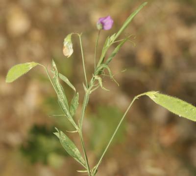 Gesse hérissée, Gesse hirsute Lathyrus hirsutus L., 1753