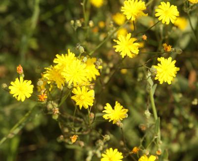 Crépide capillaire, Crépis à tiges capillaires Crepis capillaris (L.) Wallr., 1840