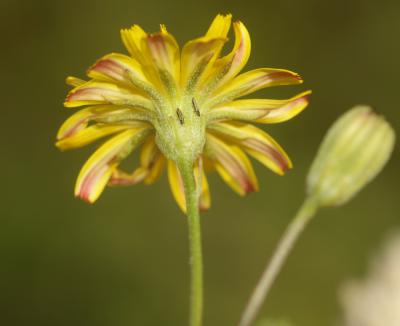 Crépide capillaire, Crépis à tiges capillaires Crepis capillaris (L.) Wallr., 1840