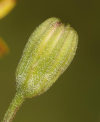 Crépide capillaire, Crépis à tiges capillaires Crepis capillaris (L.) Wallr., 1840