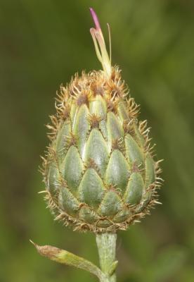 Centaurée scabieuse Centaurea scabiosa L., 1753