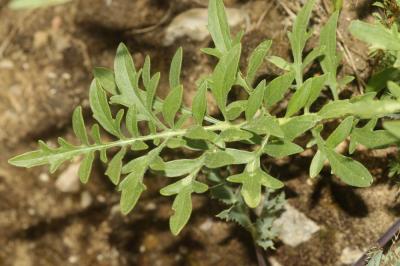 Centaurée scabieuse Centaurea scabiosa L., 1753