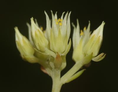 Orpin à pétales droits Sedum ochroleucum Chaix, 1785