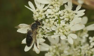 Abeille domestique, Abeille européenne, Abeille me Apis mellifera Linnaeus, 1758