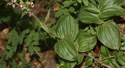 Épipactis à larges feuilles, Elléborine à larges f Epipactis helleborine (L.) Crantz, 1769