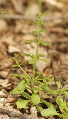 Orpin pourpier, Orpin paniculé Sedum cepaea L., 1753