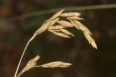 Queyrel Patzkea paniculata (L.) G.H.Loos, 2010