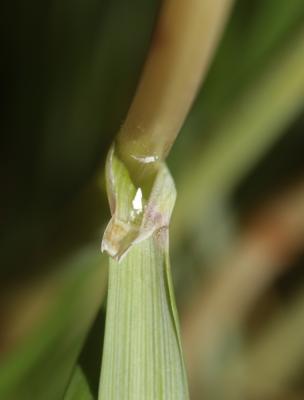 Queyrel Patzkea paniculata (L.) G.H.Loos, 2010