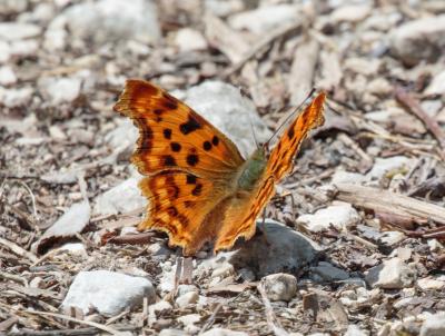 Gamma (Le), Robert-le-diable (Le), C-blanc (Le), D Polygonia c-album (Linnaeus, 1758)