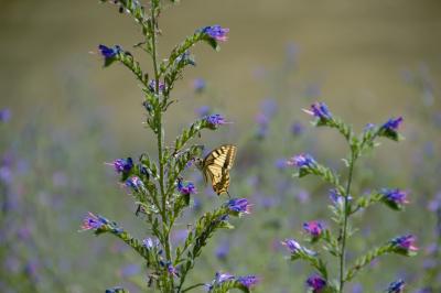 Machaon (Le), Grand Porte-Queue (Le) Papilio machaon Linnaeus, 1758