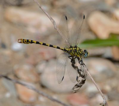 Gomphe à forceps (Le), Gomphe à pinces (Le) Onychogomphus forcipatus (Linnaeus, 1758)