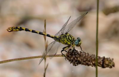 Gomphe à forceps (Le), Gomphe à pinces (Le) Onychogomphus forcipatus (Linnaeus, 1758)