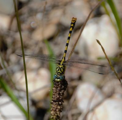 Gomphe à forceps (Le), Gomphe à pinces (Le) Onychogomphus forcipatus (Linnaeus, 1758)