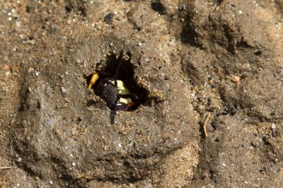  Philanthus triangulum (Fabricius, 1775)